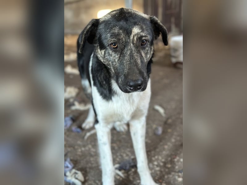 Kaiser, geb. ca. 12/2023, lebt in GRIECHENLAND, auf einem Gelände, Hunde werden notdürftig versorgt