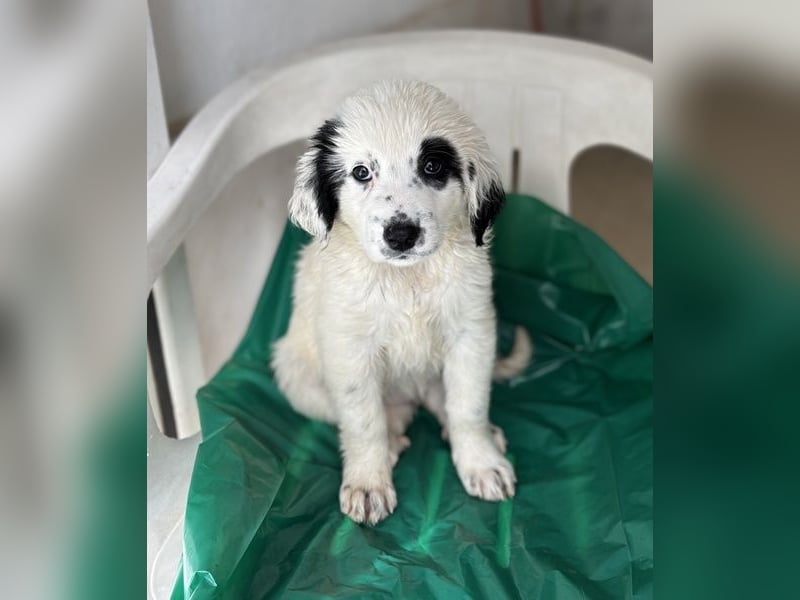 Binx, geb. ca. 02/2026, lebt in GRIECHENLAND, im städt. Tierheim Serres