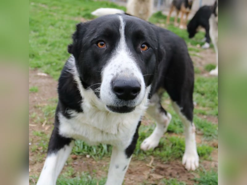 Eddy, geb. ca. 01/2018, lebt in GRIECHENLAND, im städt. Tierheim Serres
