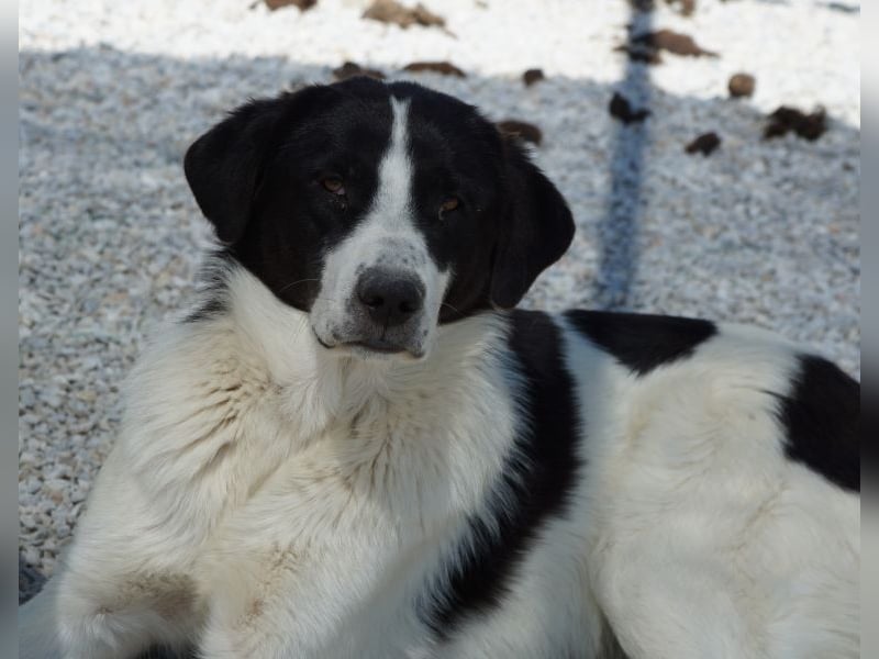 Zola, geb. ca. 01/2025, lebt in GRIECHENLAND, im städt. Tierheim Serres