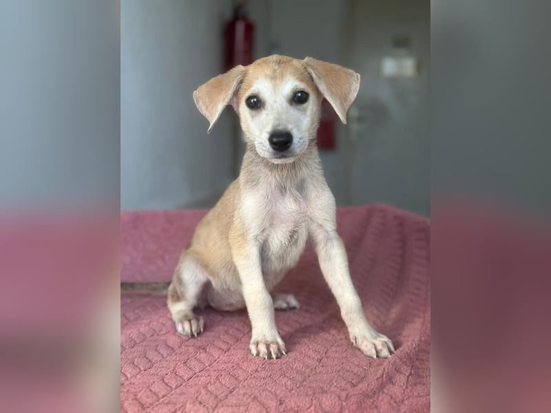 Rosie, geb. ca. 05/2026, lebt in GRIECHENLAND, im städt. Tierheim Serres