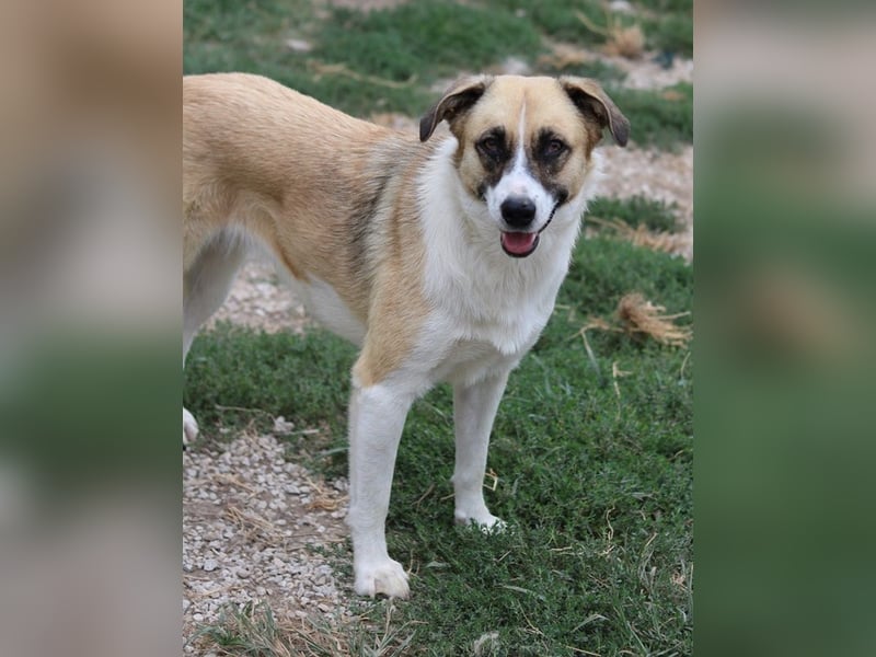 Jeanie, geb. ca. 05/2023, lebt in GRIECHENLAND, im städt. Tierheim Serres