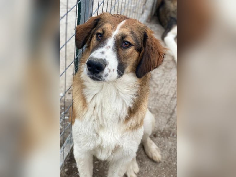 Barkley, geb. ca. 10/2024, lebt in GRIECHENLAND, auf einer privaten Pflegestelle