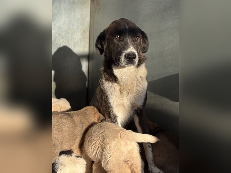 Mère, geb. ca. 03/2023, lebt in GRIECHENLAND, im städt. Tierheim Serres