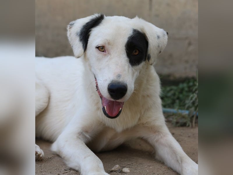 Kiba, geb. ca. 06/2023, lebt in GRIECHENLAND, auf einer privaten Pflegestelle