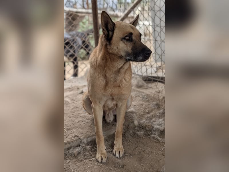 Diesel, geb. ca. 04/2022, lebt in GRIECHENLAND, im städt. Tierheim Serres