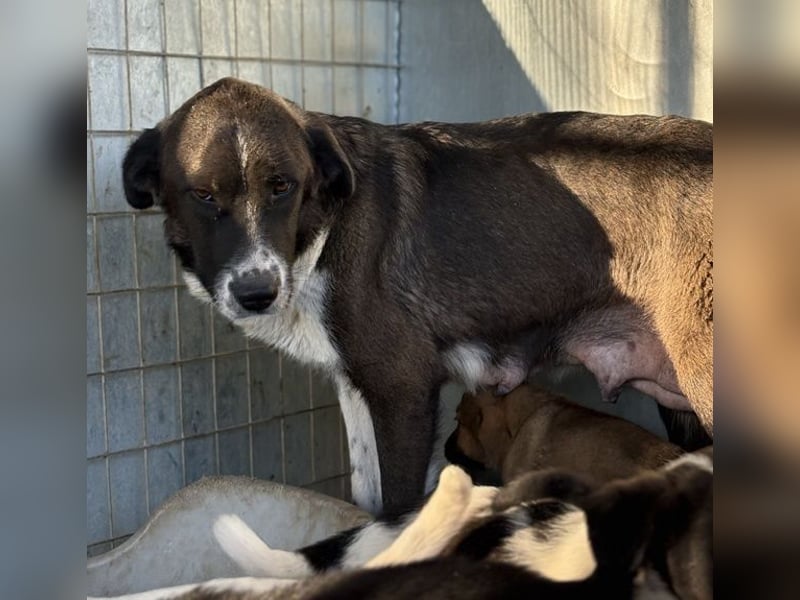 Mère, geb. ca. 03/2023, lebt in GRIECHENLAND, im städt. Tierheim Serres
