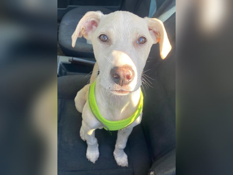 Atreyu, geb. ca. 08/2025, lebt in GRIECHENLAND, im städt. Tierheim Serres