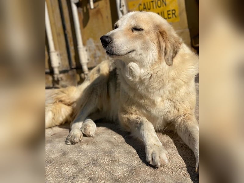 Gelja, geb. ca. 03/2022, lebt in GRIECHENLAND, im städt. Tierheim Serres