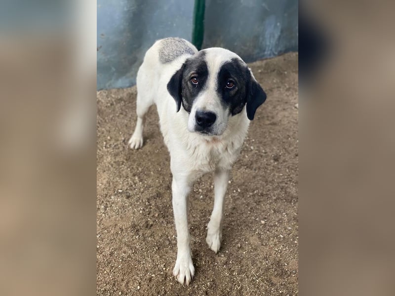 Marinara, geb. ca. 01/2025, lebt in GRIECHENLAND, auf einer privaten Pflegestelle