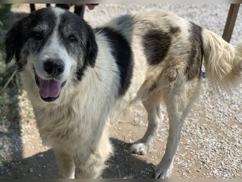 Askal, geb. ca. 07/2015, lebt in GRIECHENLAND, im städt. Tierheim Serres