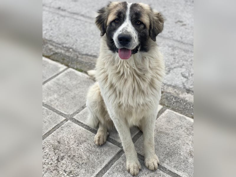 Chef, geb. ca. 07/2025, lebt in GRIECHENLAND, im städt. Tierheim Serres