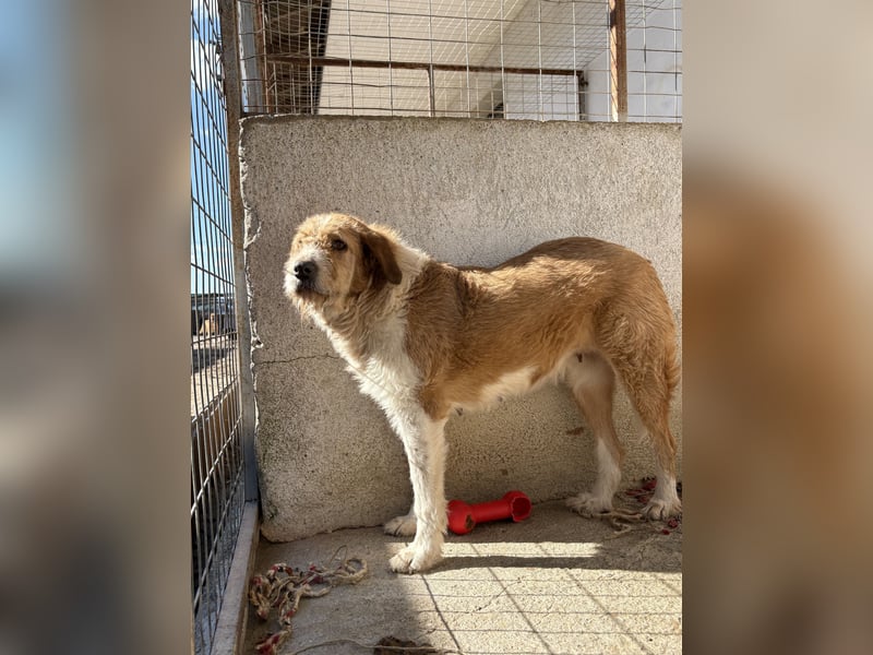 Yennefer, geb. ca. 05/2024, lebt in GRIECHENLAND, im städt. Tierheim Serres