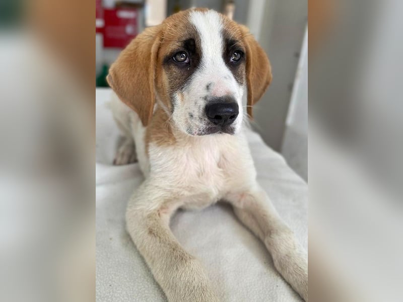 Pimock, geb. 03/2025, lebt in GRIECHENLAND, im städt. Tierheim Serres