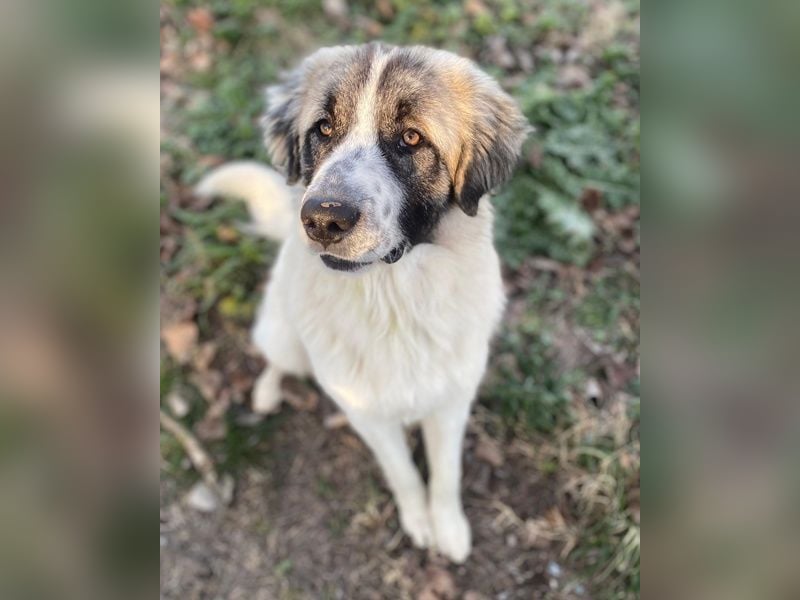 Chef, geb. ca. 07/2025, lebt in GRIECHENLAND, im städt. Tierheim Serres