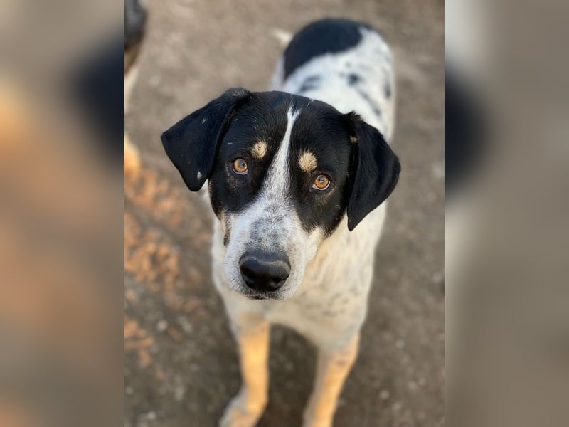 Benja, geb. ca. 05/2023, lebt in GRIECHENLAND, im städt. Tierheim Serres