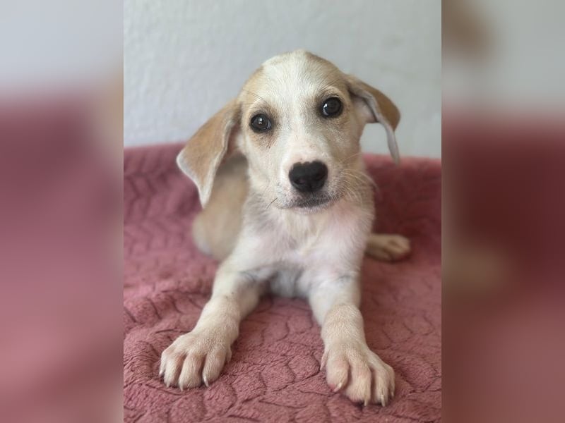 Ivy, geb. ca. 05/2026, lebt in GRIECHENLAND, im städt. Tierheim Serres