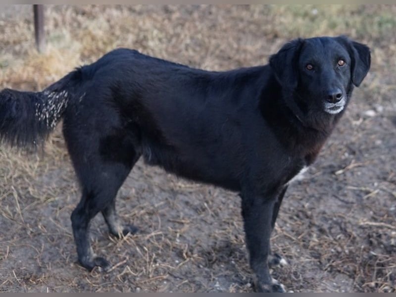 Swarzi, geb. 02/2018, lebt in GRIECHENLAND, im städt. Tierheim Serres