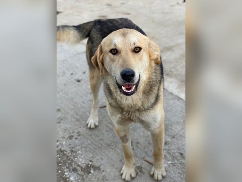 Ciri, geb. ca. 05/2024, lebt in GRIECHENLAND, im städt. Tierheim Serres