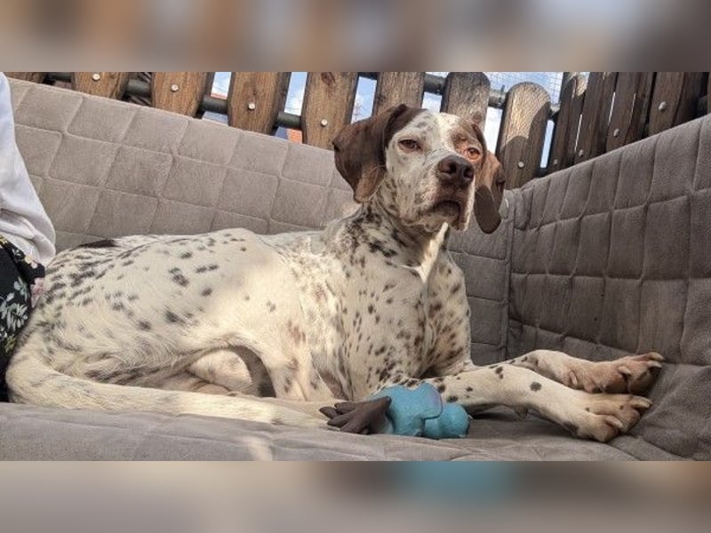 Acira, geb. ca. 04/2023, lebt auf einer Pflegestelle in 67735 Mehlbach