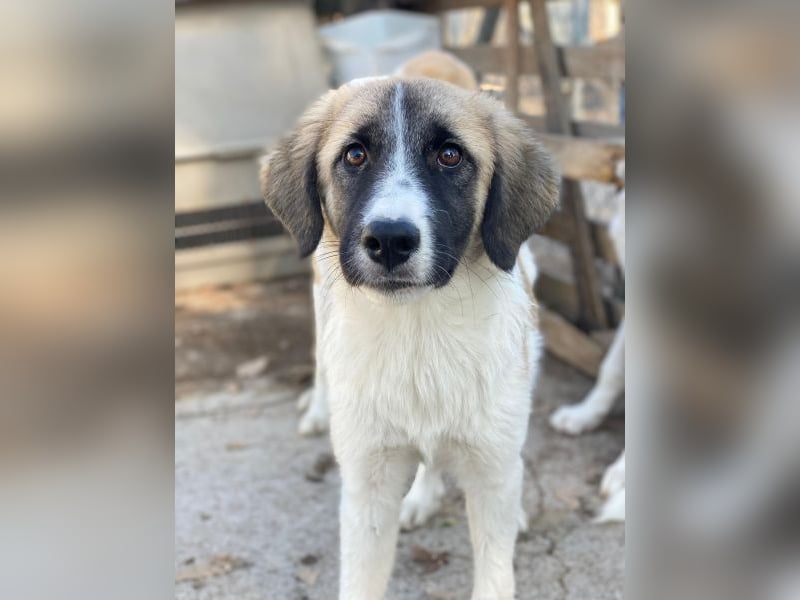 Dinka, geb. ca. 04/2025, lebt in GRIECHENLAND, im städt. Tierheim Serres