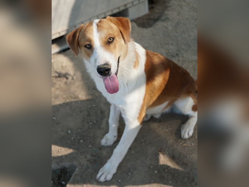 Benji, geb. ca. 10/2024, lebt in GRIECHENLAND, im städt. Tierheim Serres