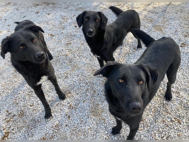 Dakar, geb. ca. 01/2019, lebt in GRIECHENLAND, im städt. Tierheim Serres