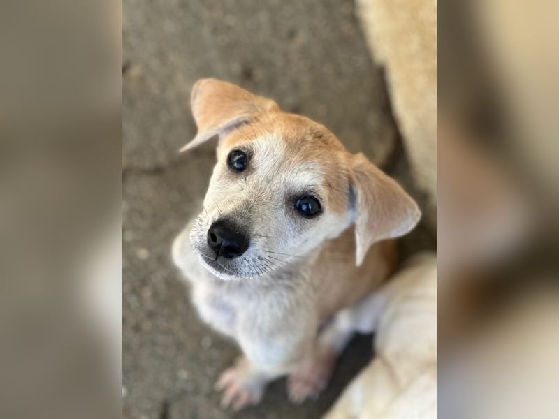 Rosie, geb. ca. 05/2026, lebt in GRIECHENLAND, im städt. Tierheim Serres
