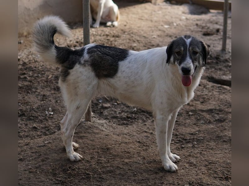 Vanessa, geb. ca. 05/2022, lebt in GRIECHENLAND, auf einer privaten Pflegestelle