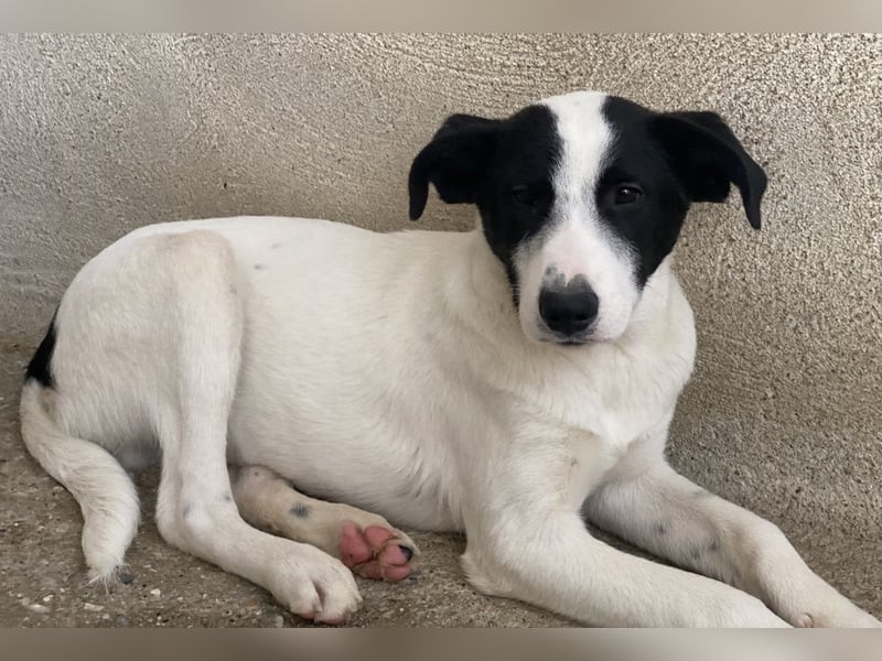 Capper, geb. ca. 06/2024, lebt in GRIECHENLAND, im städt. Tierheim Serres