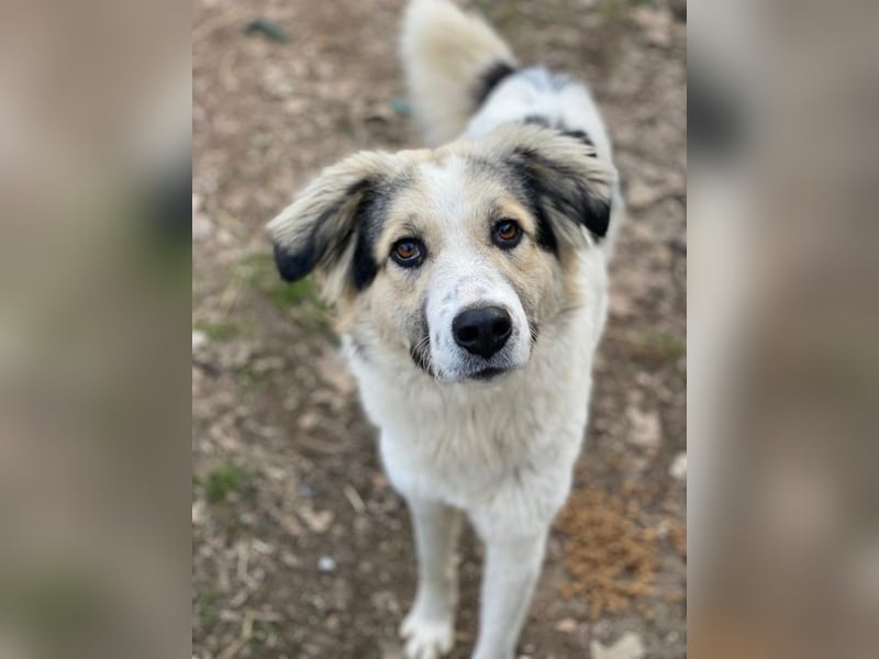 Peggy Jean, geb. ca. 12/2023, lebt in GRIECHENLAND, auf einer privaten Pflegestelle