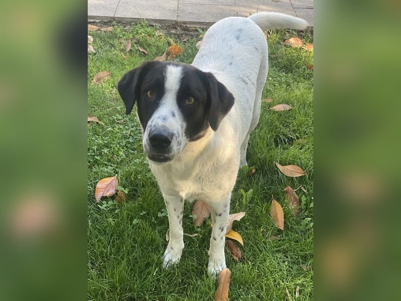 Penny, geb. ca. 05/2023, lebt in GRIECHENLAND, im städt. Tierheim Serres