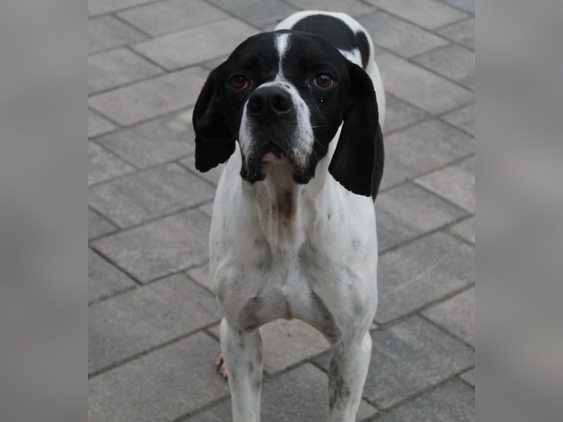 Attila, geb. ca. 08/2024, lebt auf einer Pflegestelle in 67735 Mehlbach