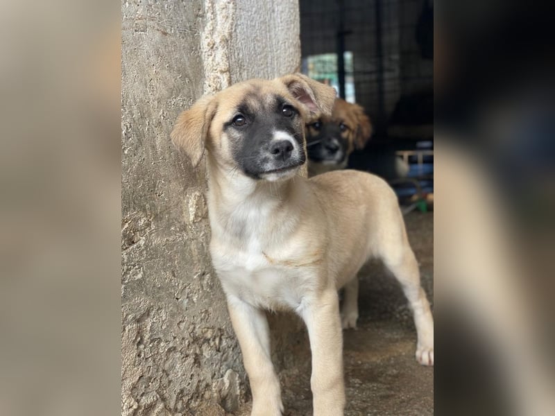 Mira, geb. ca. 12/2025, lebt in GRIECHENLAND, im städt. Tierheim Serres