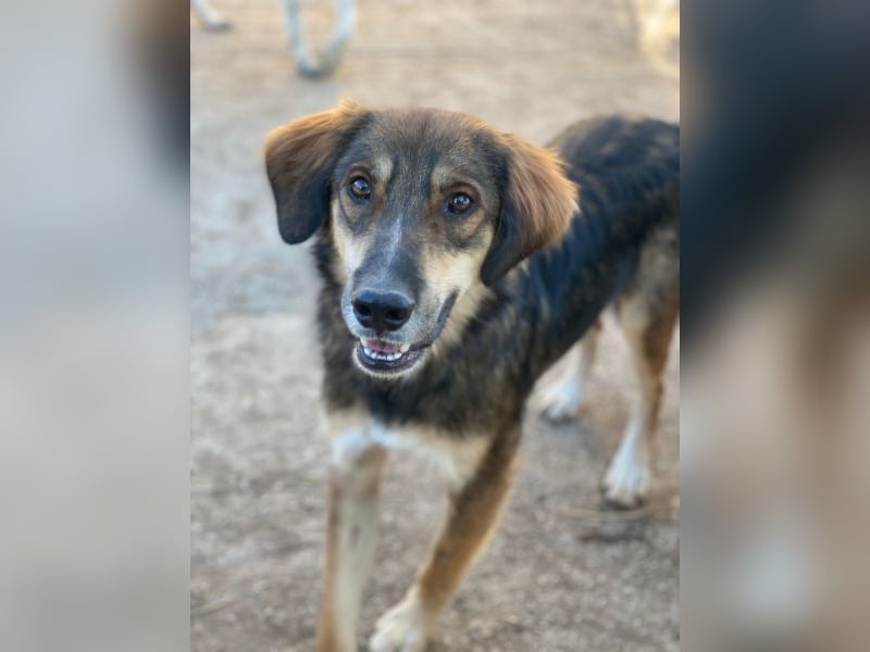 Rudolph, geb. ca. 05/2024, lebt in GRIECHENLAND, auf einer privaten Pflegestelle