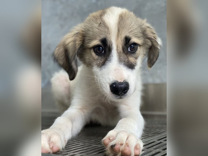 Malea, geb. ca. 04/2024, lebt in GRIECHENLAND, im städt. Tierheim Serres