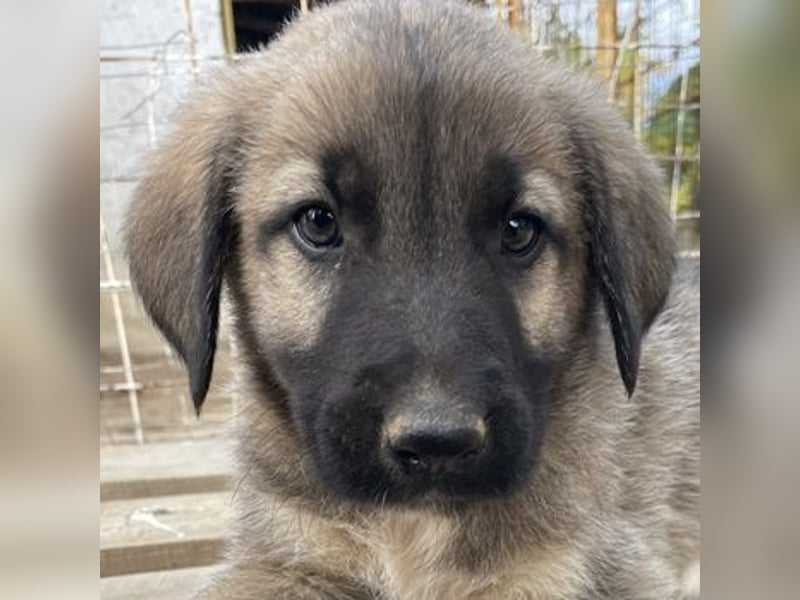 Cosy, geb. ca. 08/2022, lebt in GRIECHENLAND, auf einer privaten Pflegestelle