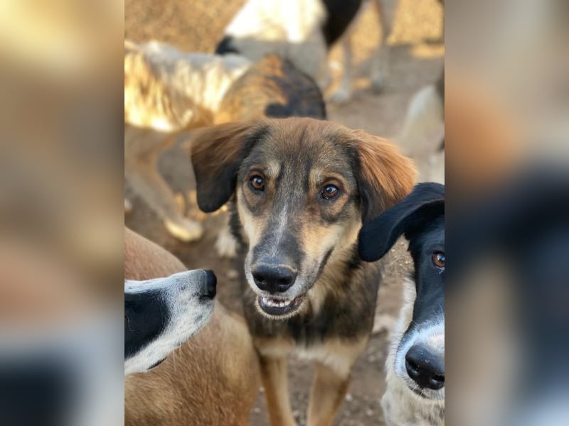 Rudolph, geb. ca. 05/2024, lebt in GRIECHENLAND, auf einer privaten Pflegestelle