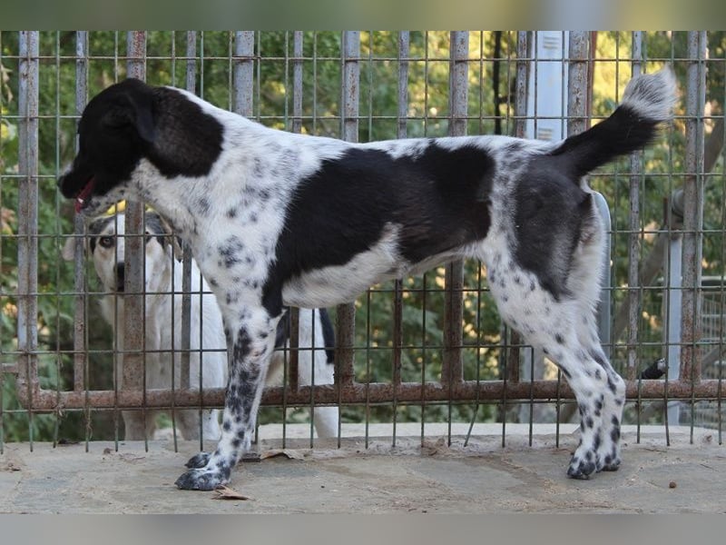 Kimisi, geb. ca. 03/2024, lebt in GRIECHENLAND, auf einer privaten Pflegestelle