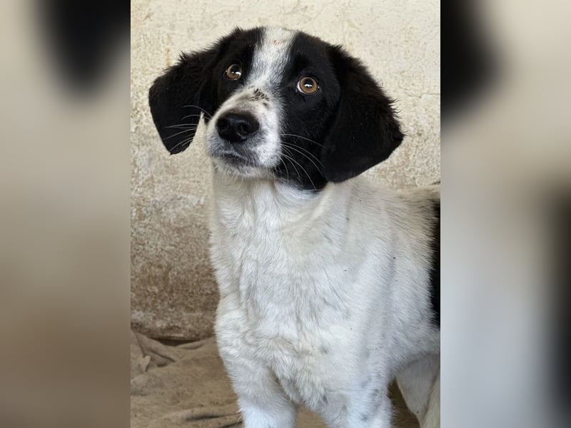 Amora, geb. ca. 03/2024, lebt in GRIECHENLAND, auf einer privaten Pflegestelle