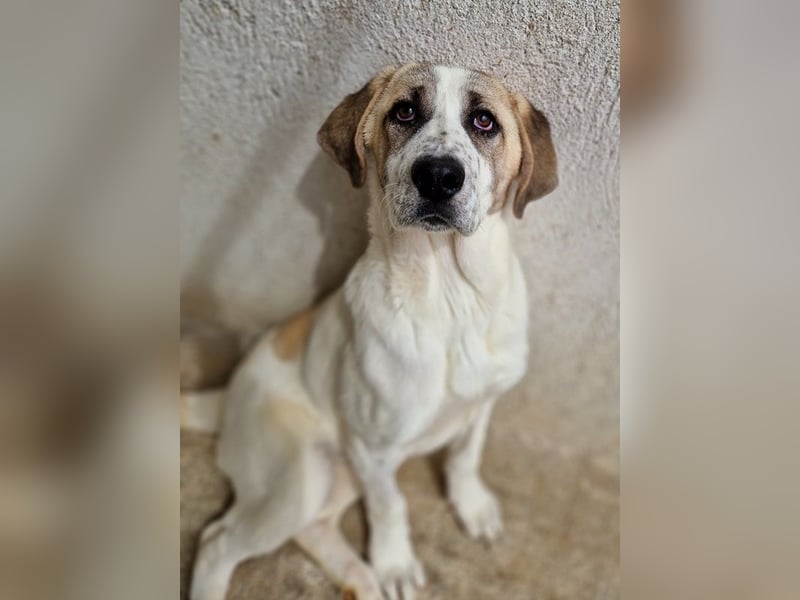 Lou, geb. ca. 11/2022, lebt in GRIECHENLAND, im städt. Tierheim Serres