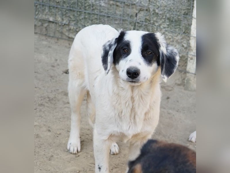 Sauvignon Blanc, geb. ca. 09/2025, lebt in GRIECHENLAND, auf einer privaten Pflegestelle