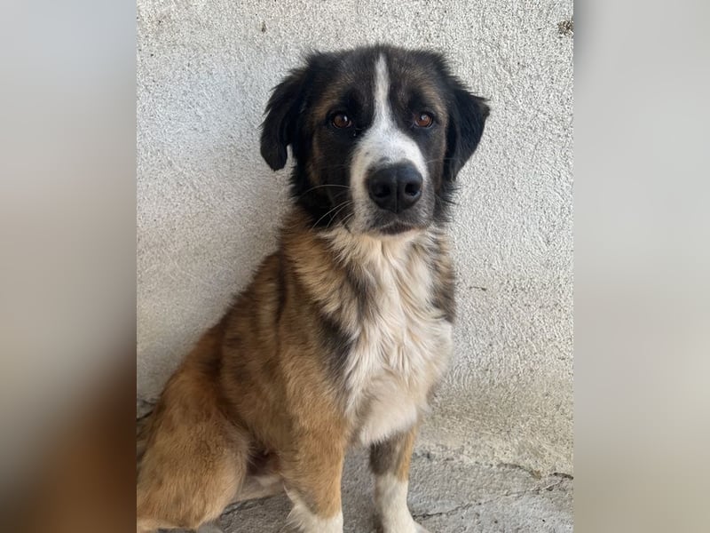 Beetles, geb. ca. 11/2024, lebt in GRIECHENLAND, im städt. Tierheim Serres