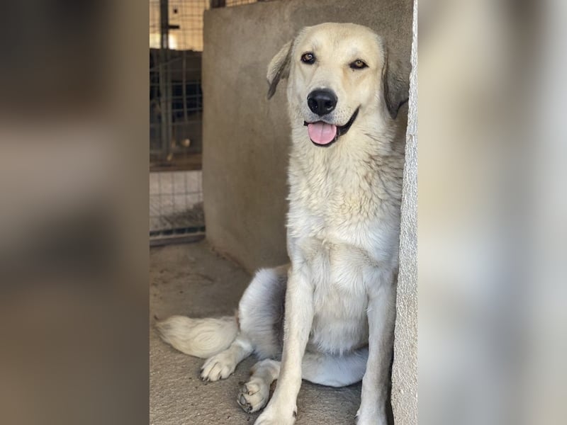 Lanea, geb. ca. 08/2023, lebt in GRIECHENLAND, im städt. Tierheim Serres