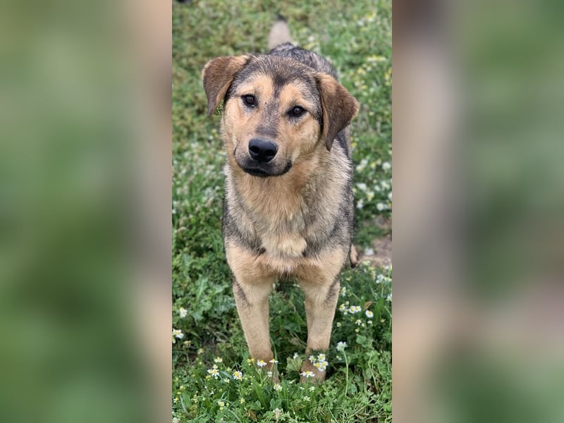 Bruno, geb. ca. 05/2020, lebt in GRIECHENLAND, auf einer privaten Pflegestelle