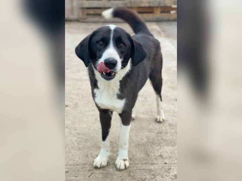 Arielle, geb. ca. 01/2023, lebt in GRIECHENLAND, im städt. Tierheim Serres