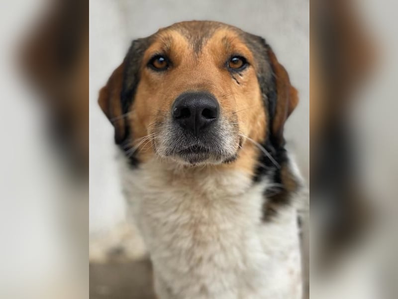 Noah, geb. ca. 10/2020, lebt in GRIECHENLAND, im städt. Tierheim Serres