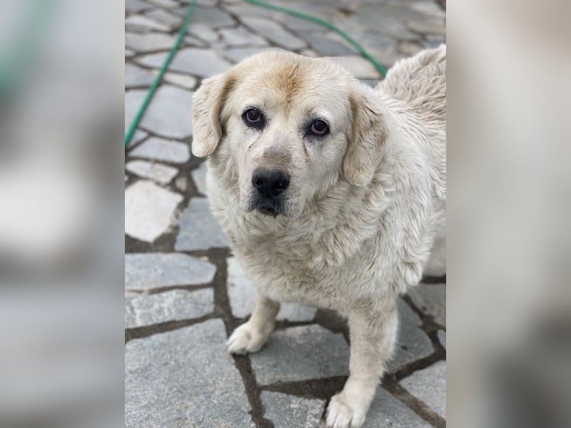 Lara, geb. ca. 05/2014, lebt in GRIECHENLAND, auf einer privaten Pflegestelle