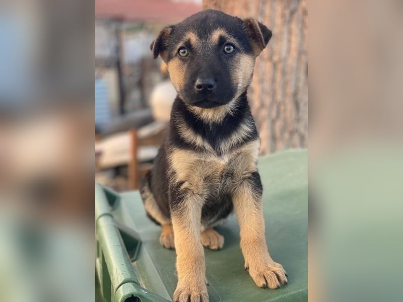 Heidi, geb. ca. 12/2025, lebt in GRIECHENLAND, auf einer privaten Pflegestelle