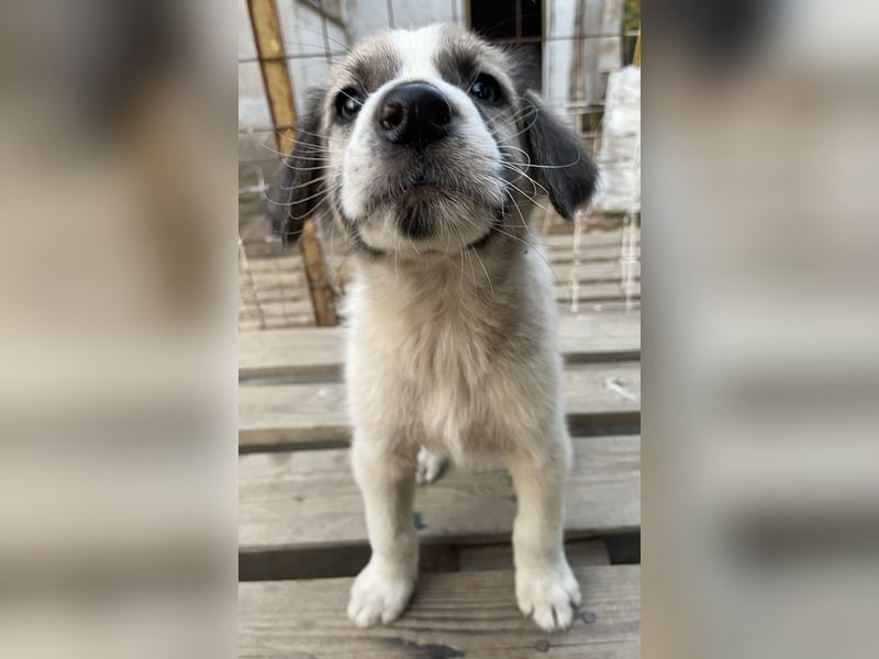 Carlo, geb. ca. 08/2022, lebt in GRIECHENLAND, auf einer privaten Pflegestelle